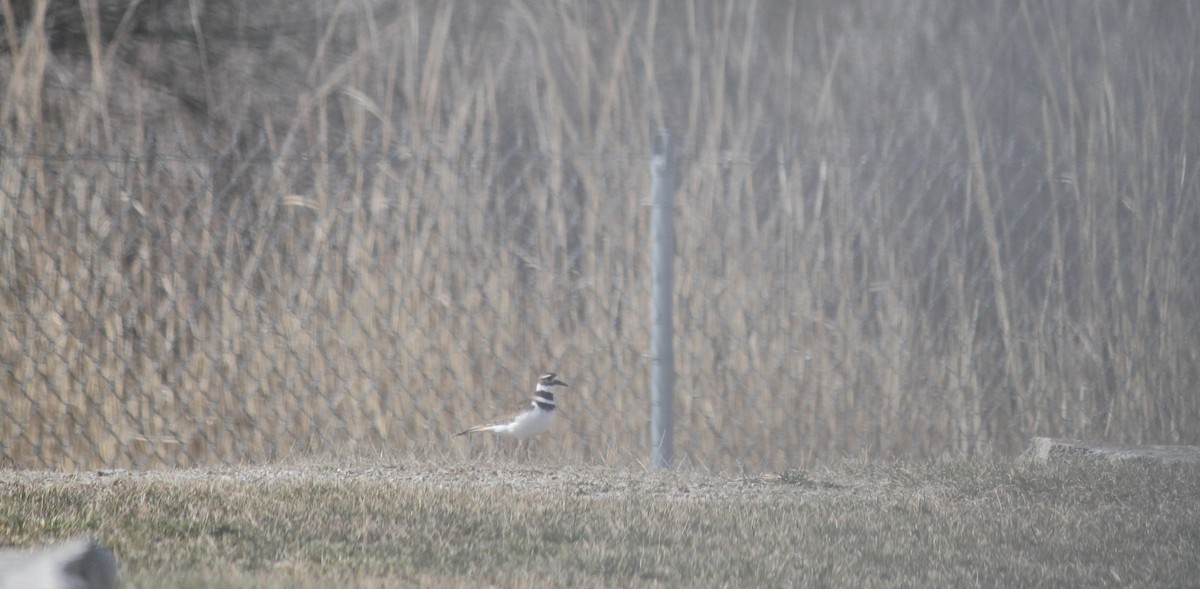 Killdeer - ML616038636