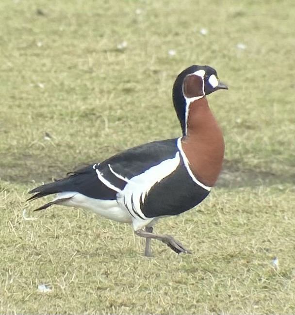 Red-breasted Goose - ML616038792