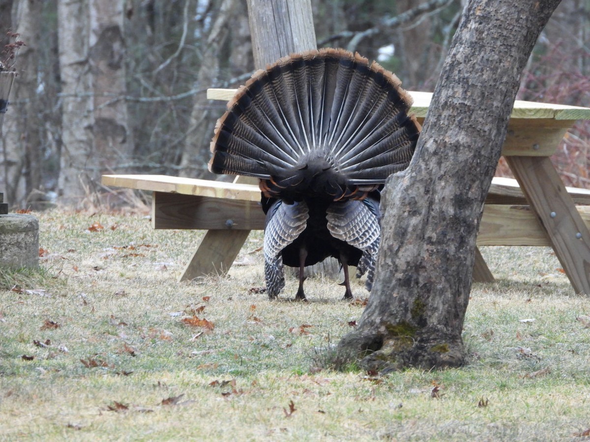 Wild Turkey - ML616038844