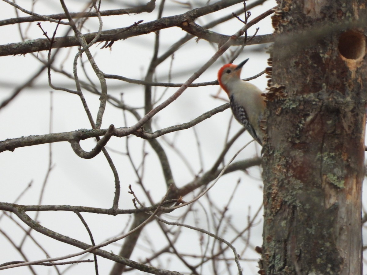 Red-bellied Woodpecker - ML616038907