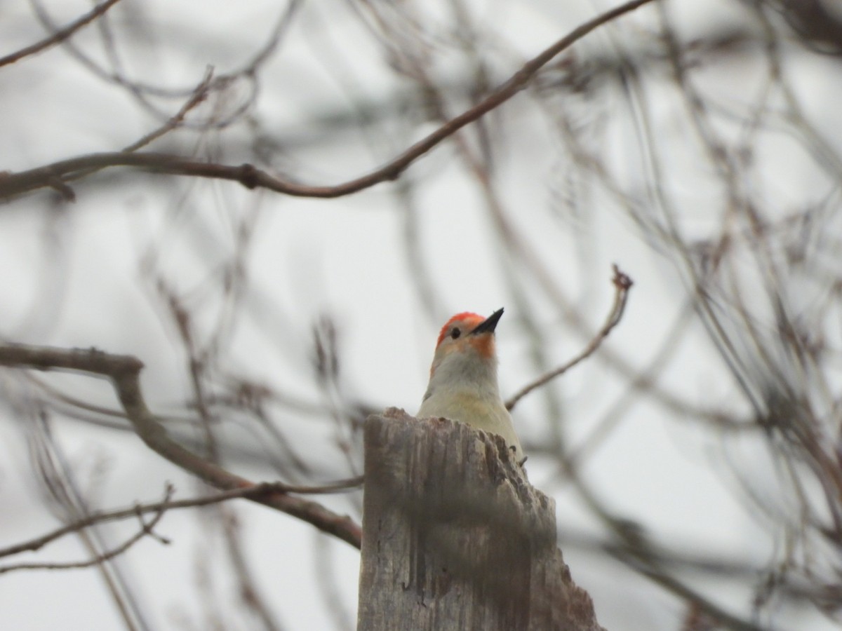 Red-bellied Woodpecker - ML616038908