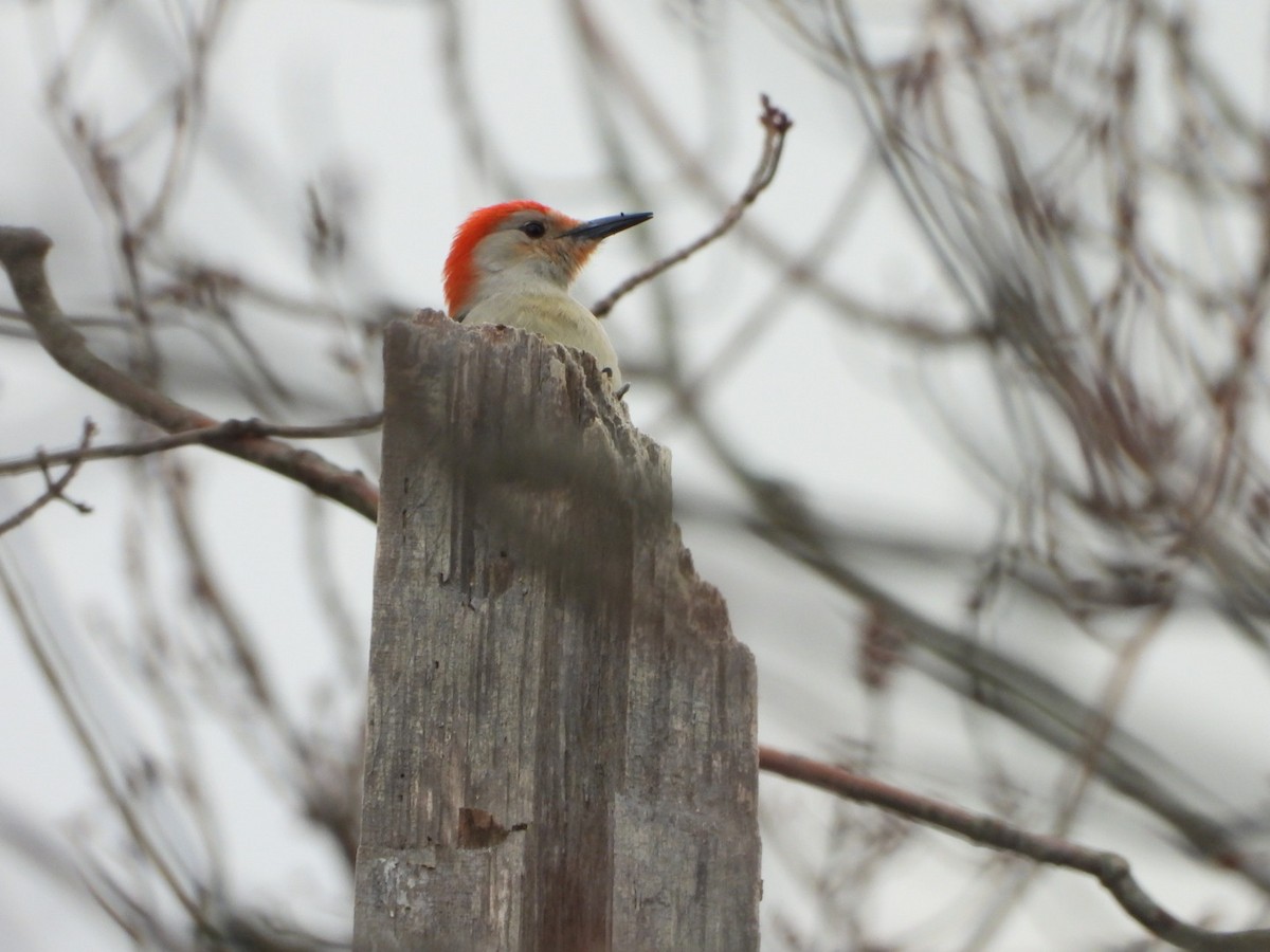 Red-bellied Woodpecker - ML616038909