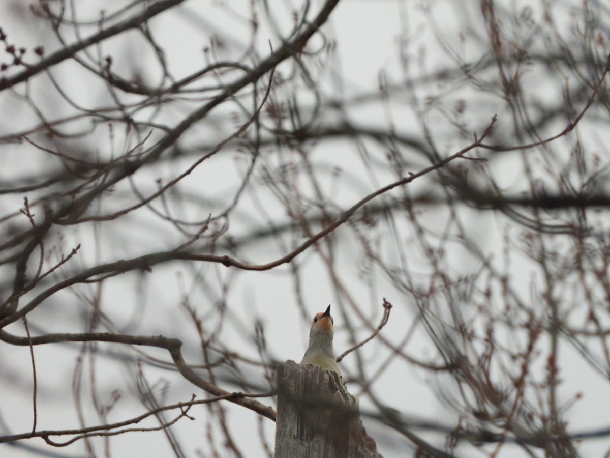 Red-bellied Woodpecker - ML616038910