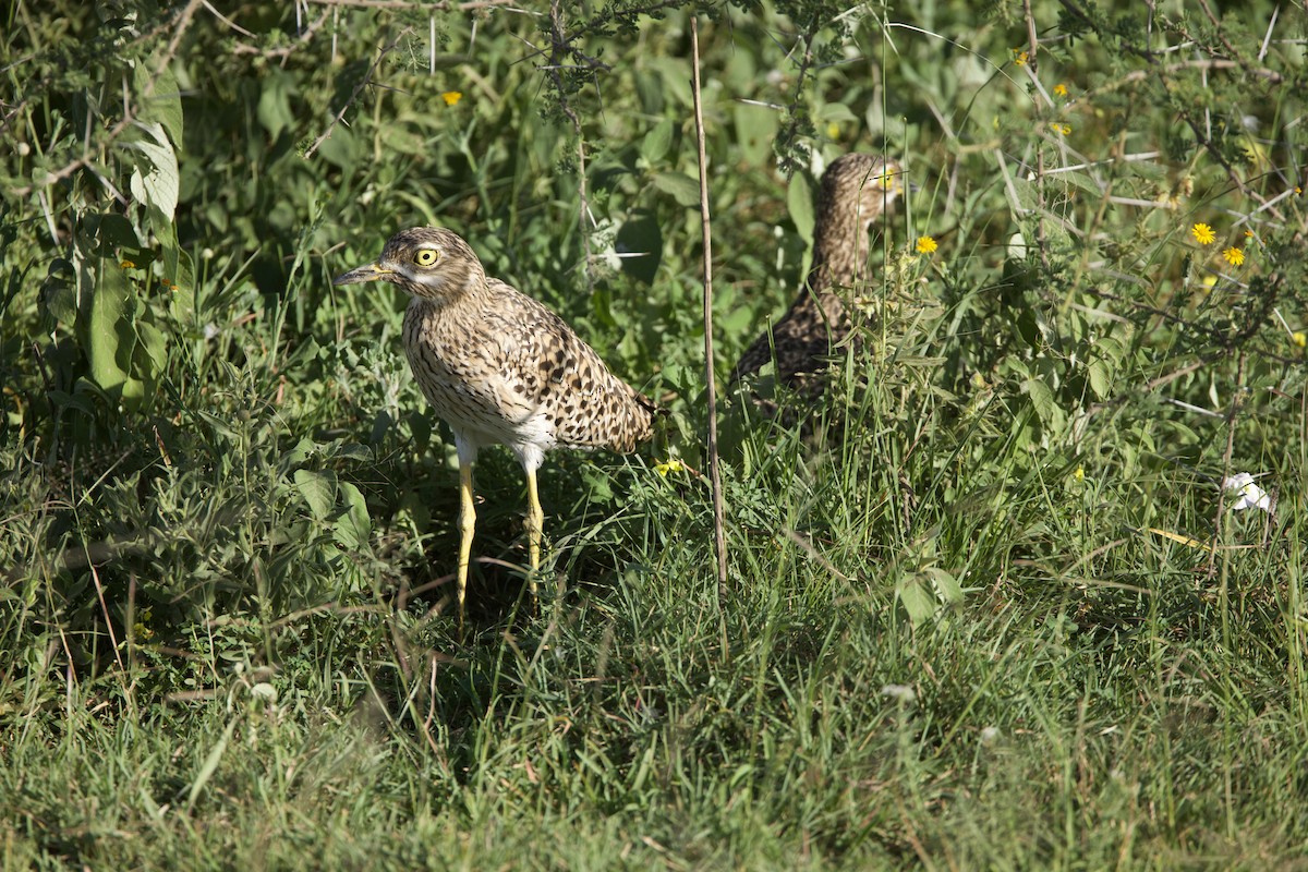 Spotted Thick-knee - ML616038933