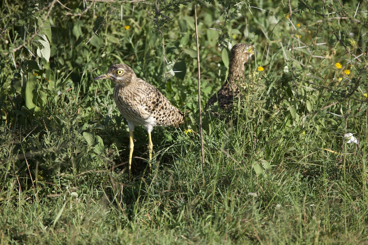 Oedicnème tachard - ML616038933