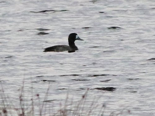 Greater Scaup - ML616038984