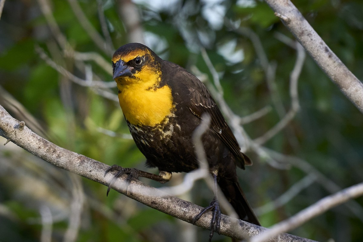 Yellow-headed Blackbird - ML616038994