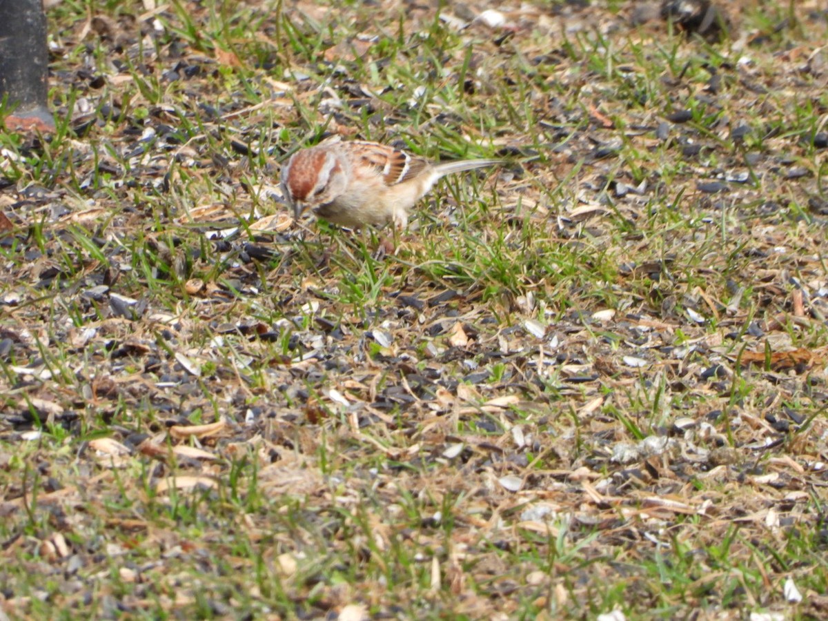 American Tree Sparrow - spence test