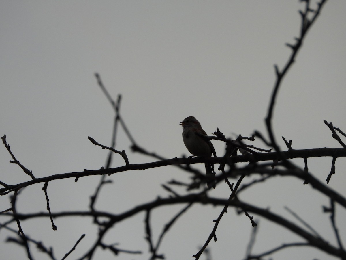 American Tree Sparrow - spence test