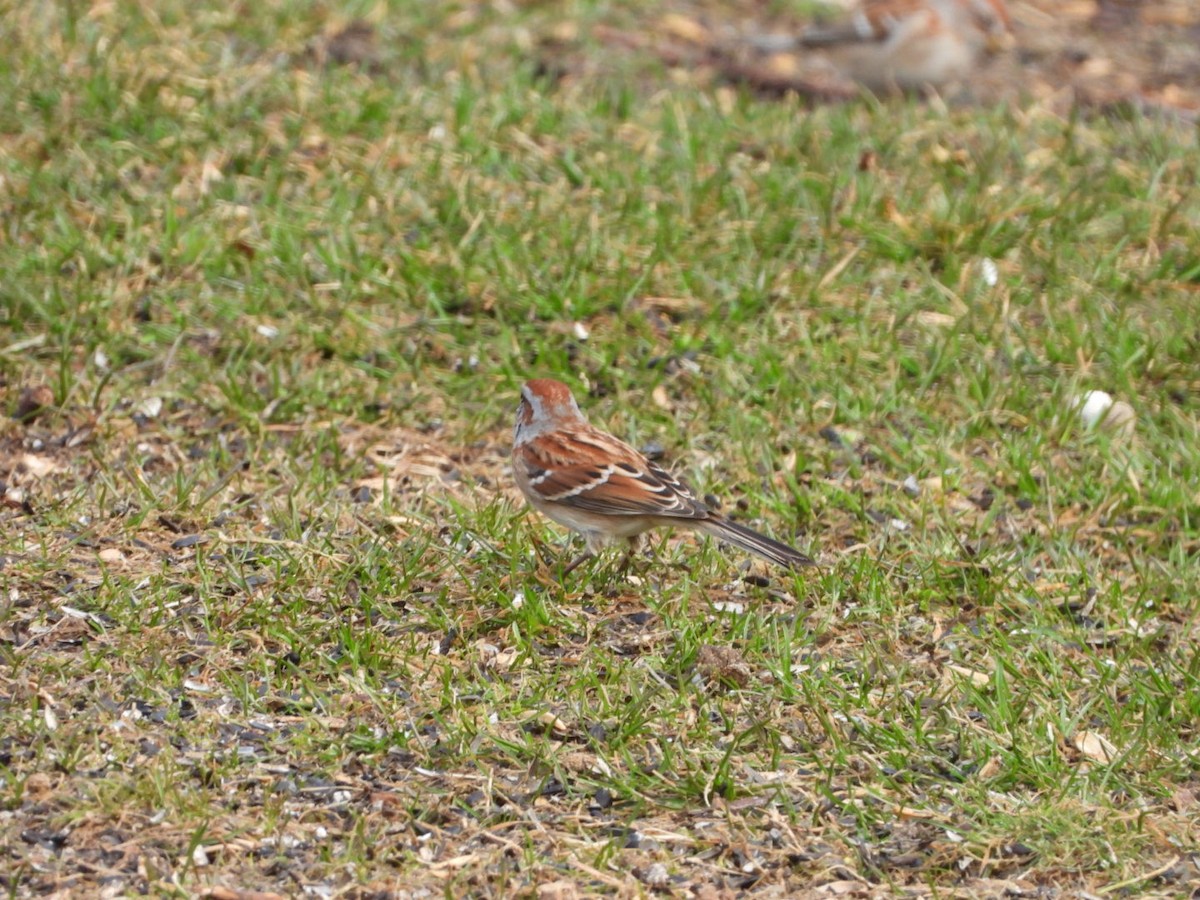 American Tree Sparrow - ML616039020