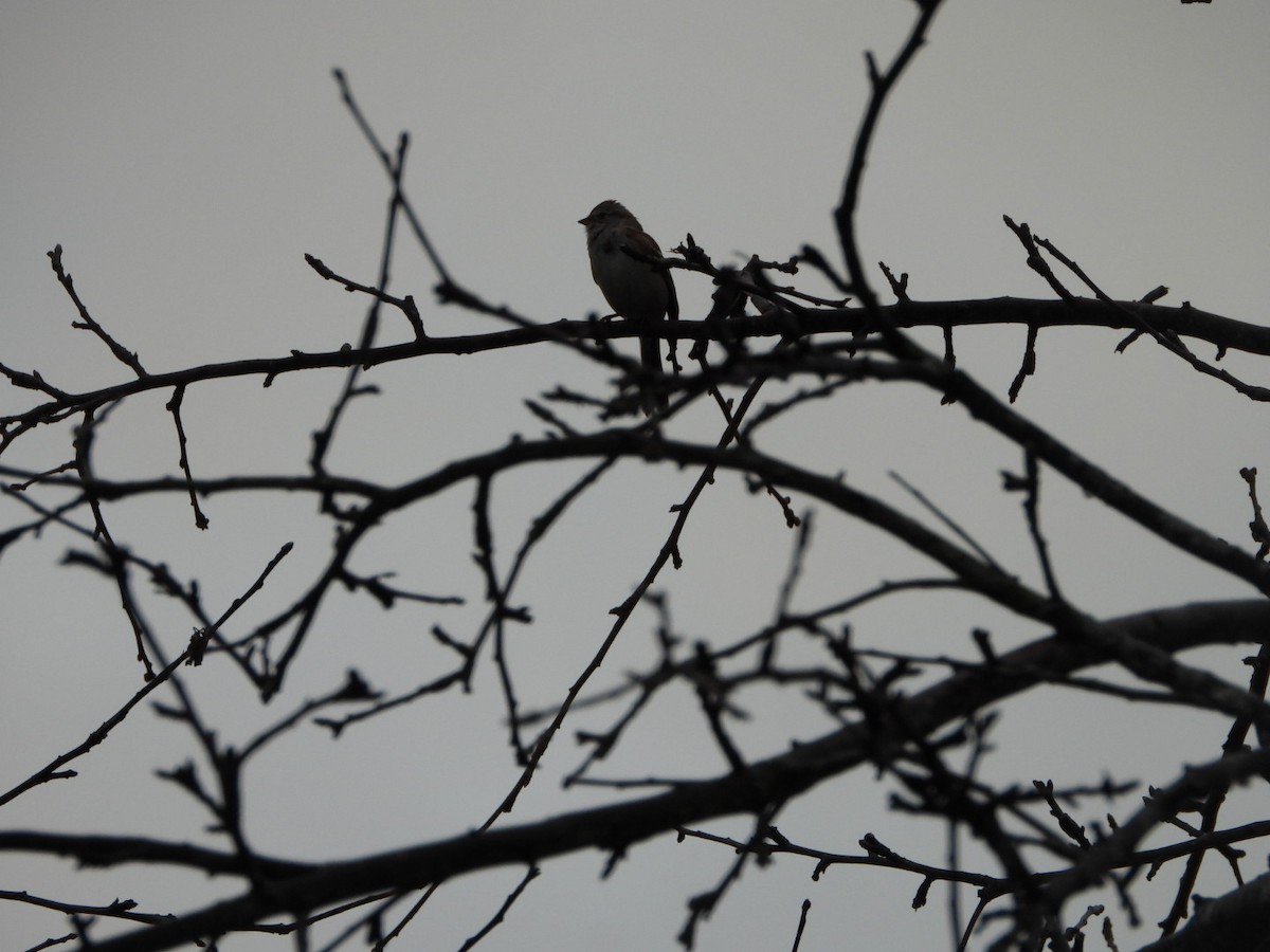 American Tree Sparrow - spence test