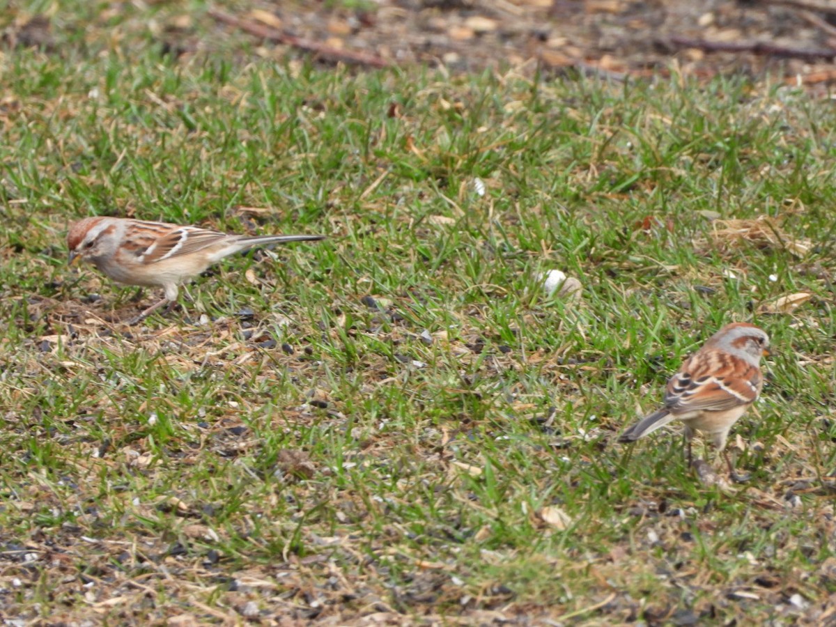 American Tree Sparrow - ML616039023
