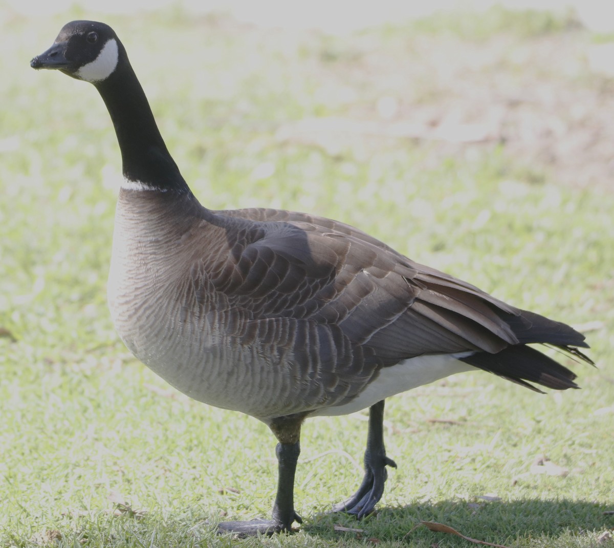 Cackling Goose - ML616039057