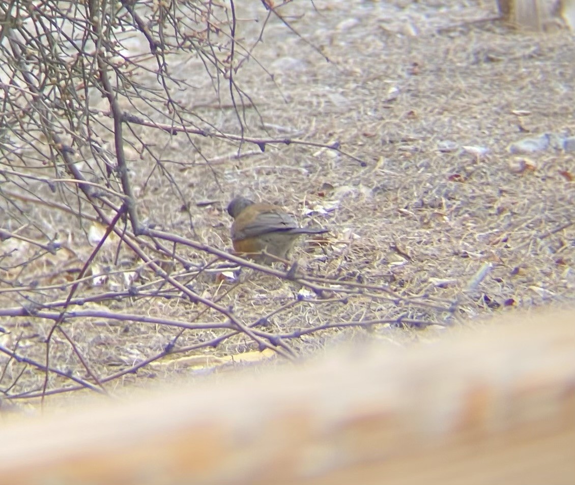 Rufous-backed Robin - Aurelia Kucera