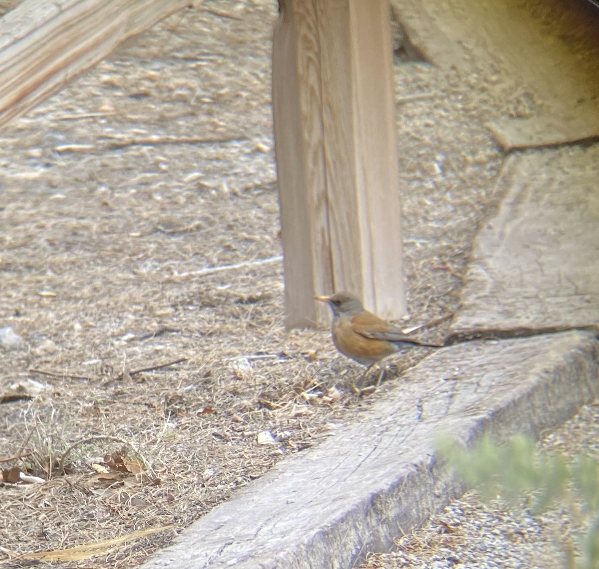 Rufous-backed Robin - Aurelia Kucera