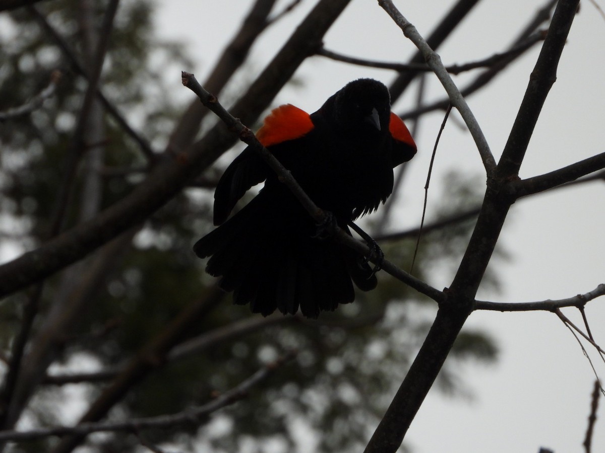 Red-winged Blackbird - ML616039075