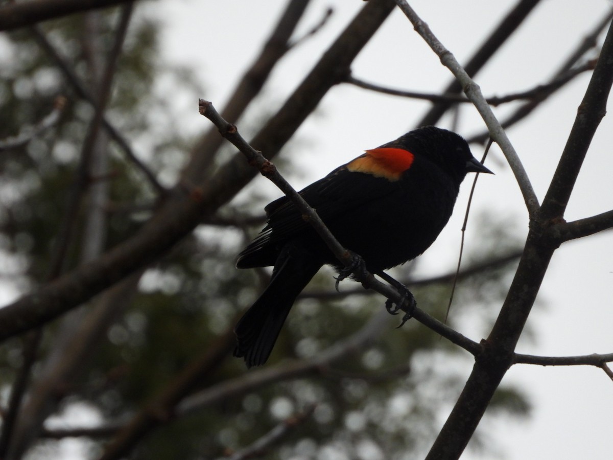 Red-winged Blackbird - ML616039076