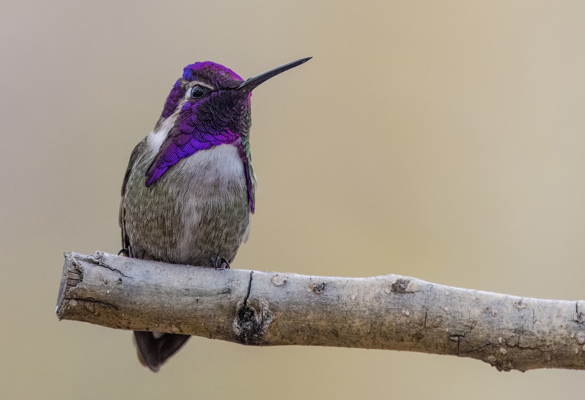 Costa's Hummingbird - Daniel Ward