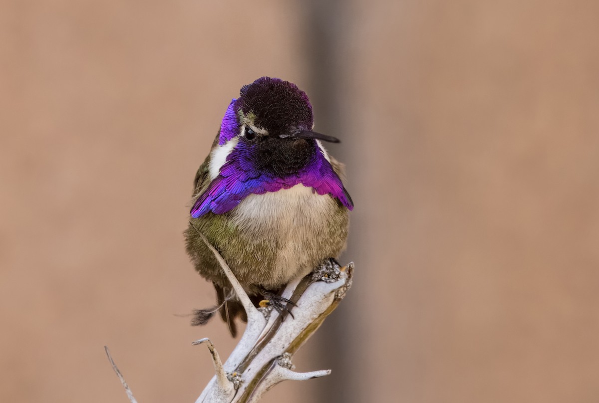 Costa's Hummingbird - Daniel Ward