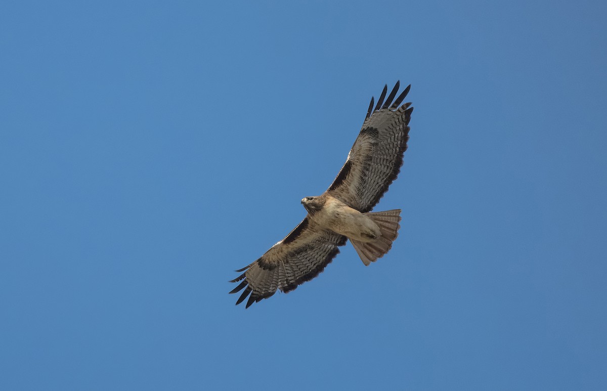 Red-tailed Hawk - Daniel Ward