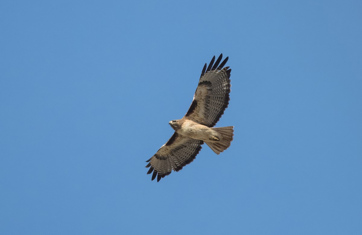 Red-tailed Hawk - Daniel Ward