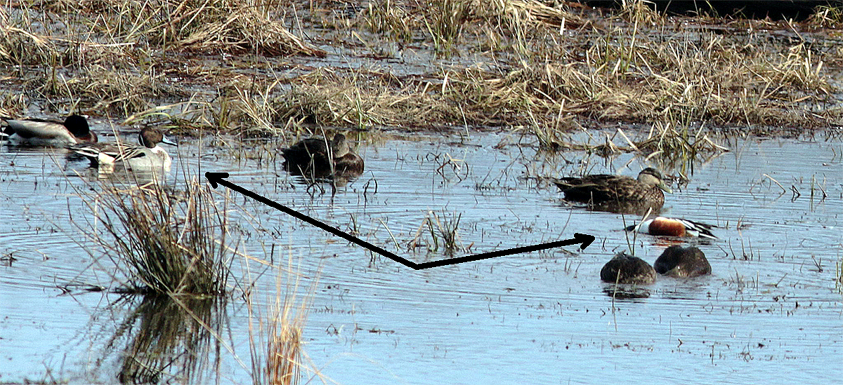 Northern Shoveler - ML616039165