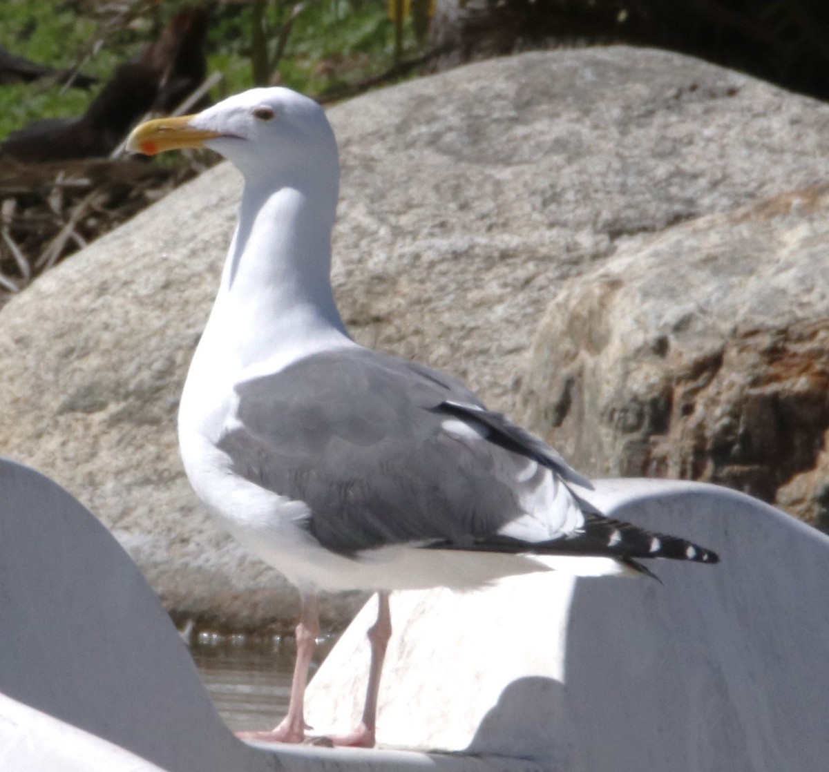 Western Gull - Barry Spolter