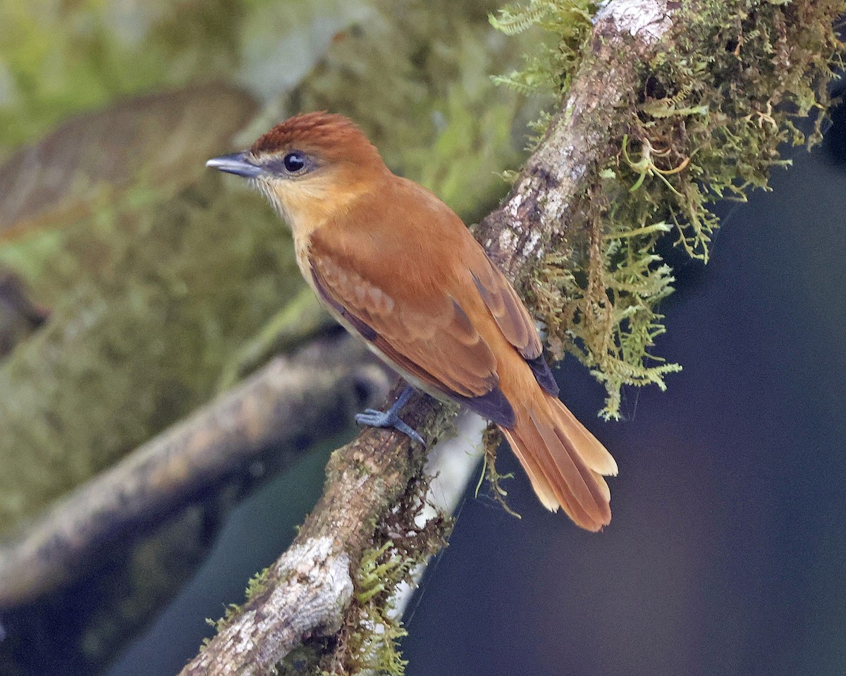 Угольный бекард - ML616039180