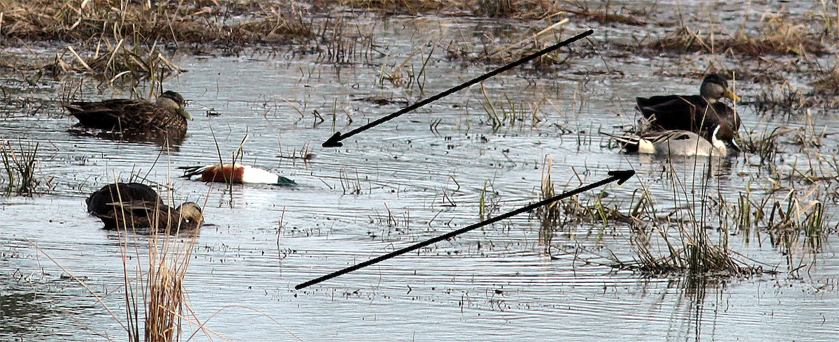 Northern Pintail - ML616039203