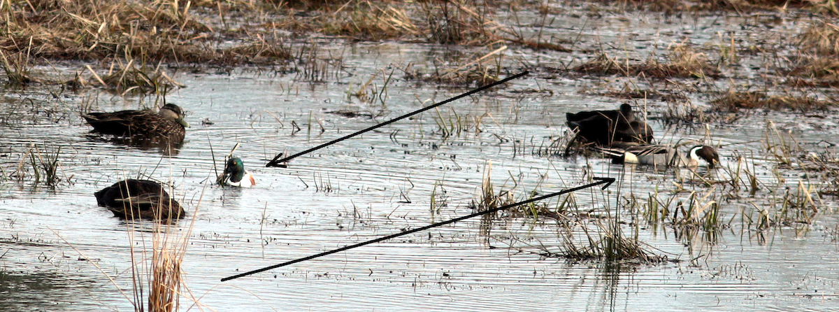 Northern Pintail - ML616039204