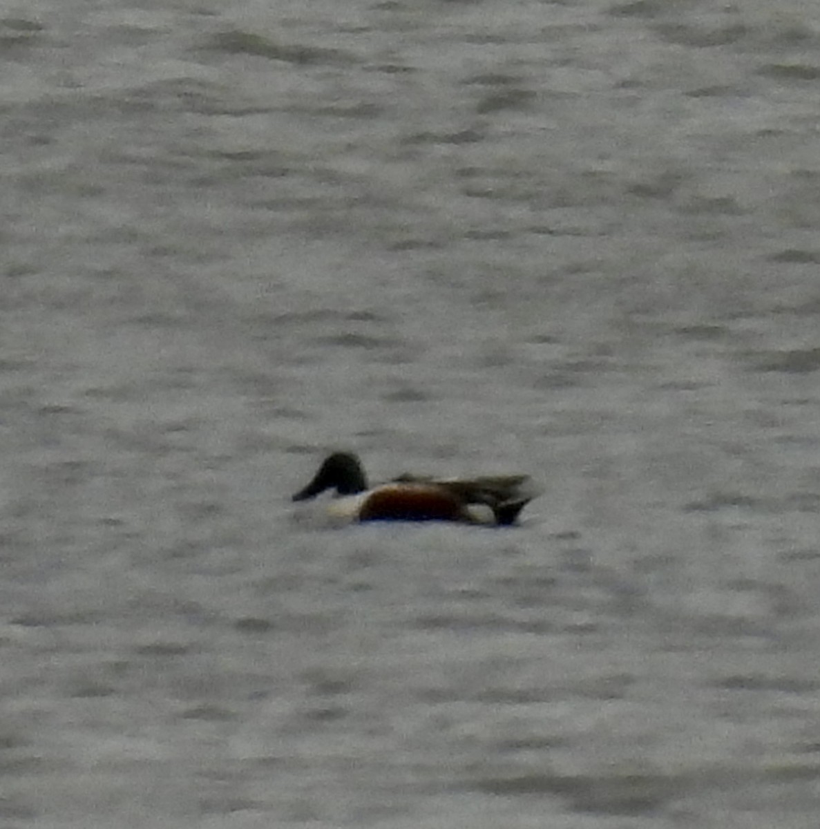 Northern Shoveler - ML616039338