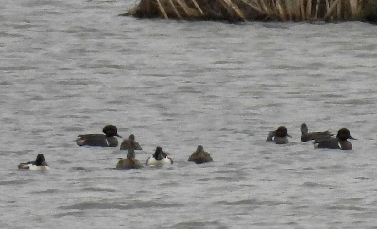 Northern Shoveler - joe faulkner