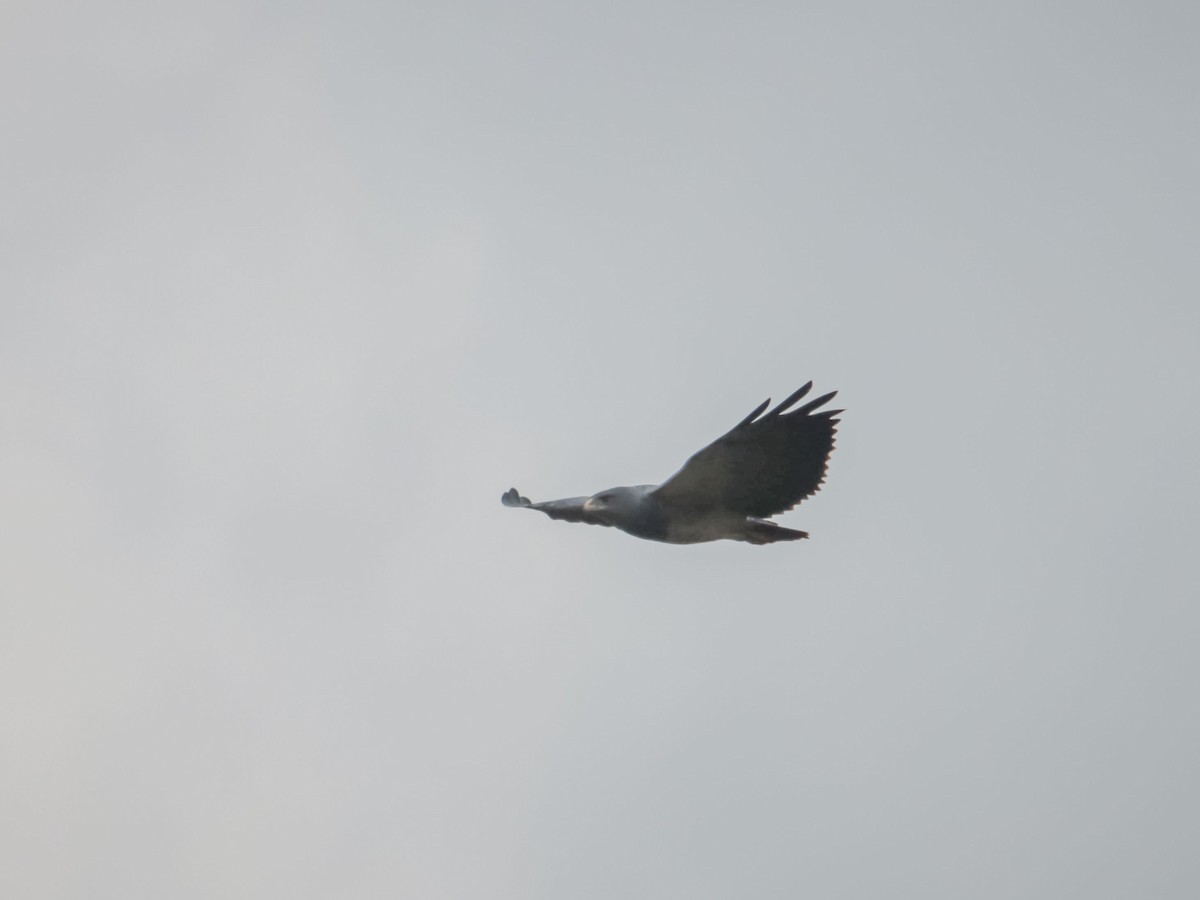 Black-chested Buzzard-Eagle - ML616039412