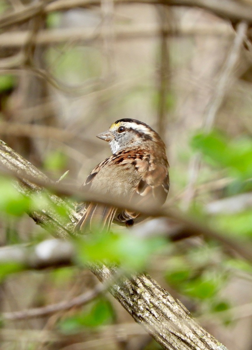 White-throated Sparrow - Sue Plankis