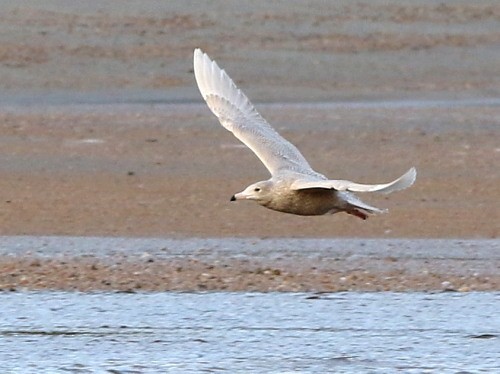 Glaucous Gull - ML616039554