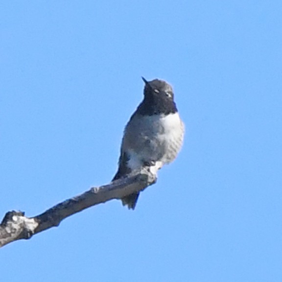 Black-chinned Hummingbird - Denny Granstrand