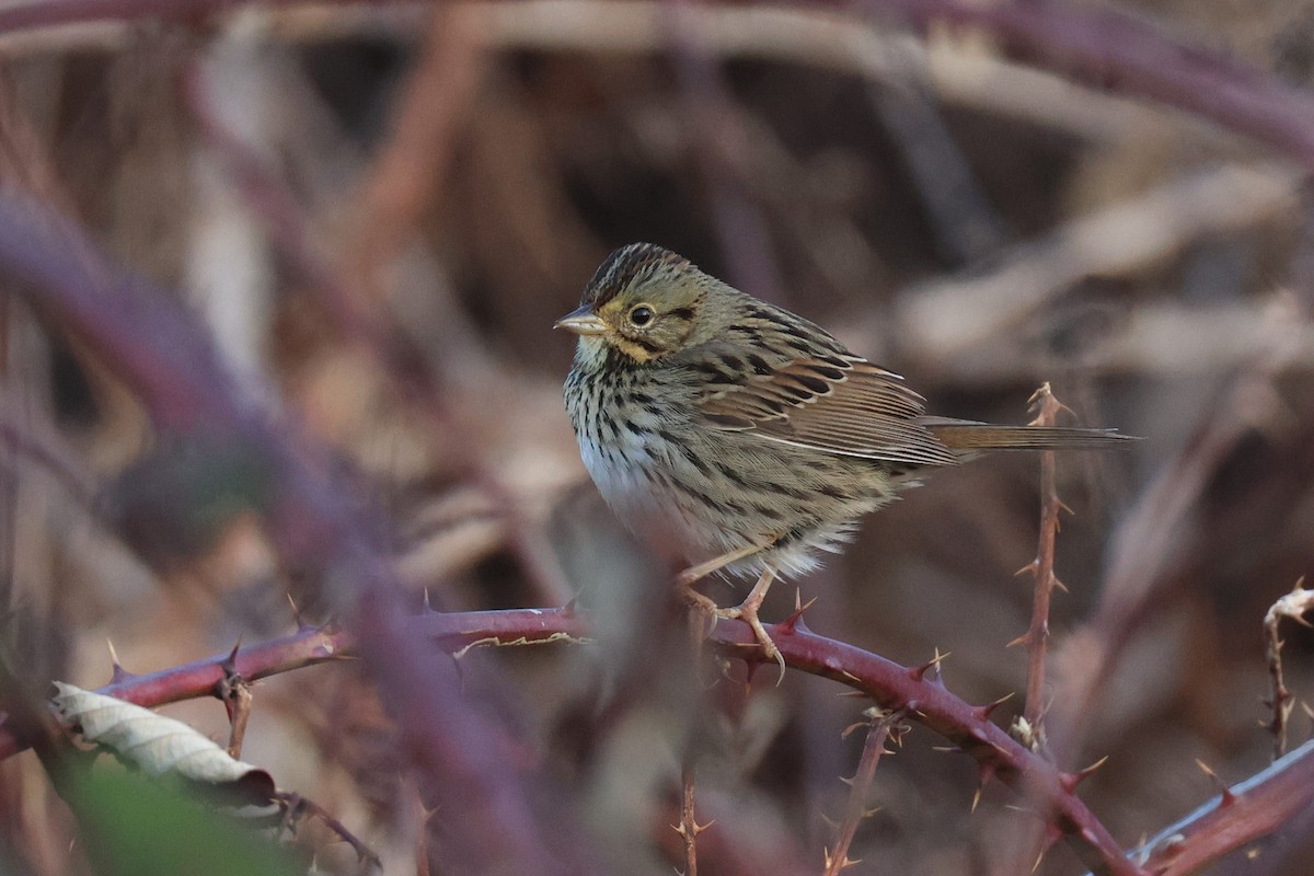 Lincoln's Sparrow - ML616039698