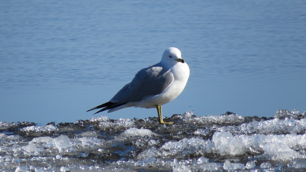 Ring-billed Gull - Janet McCullough