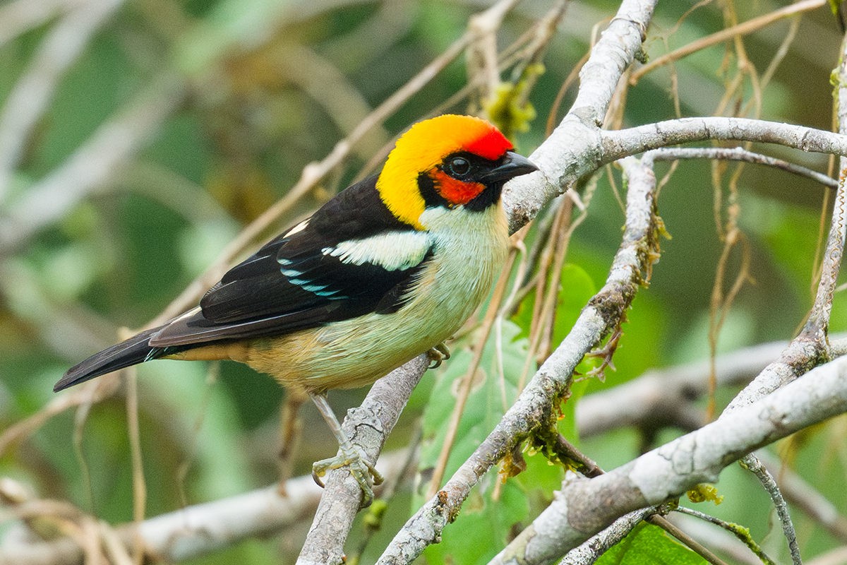 Flame-faced Tanager - ML616039709
