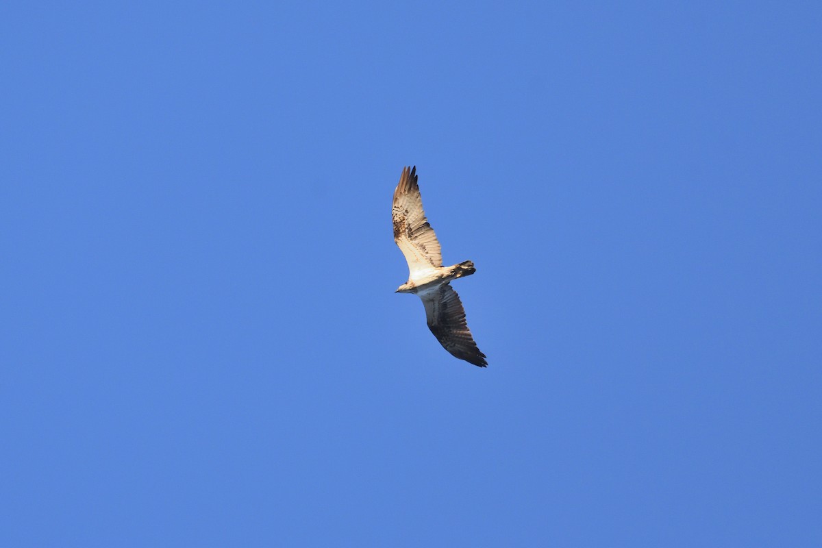 Osprey - Santiago Caballero Carrera