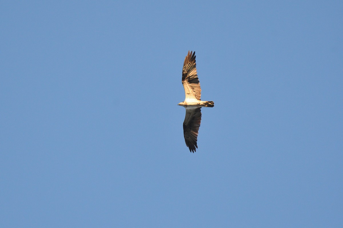 Osprey - Santiago Caballero Carrera