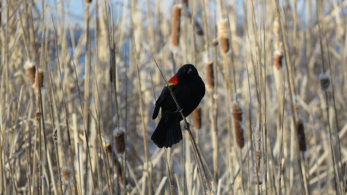 Red-winged Blackbird - Janet McCullough