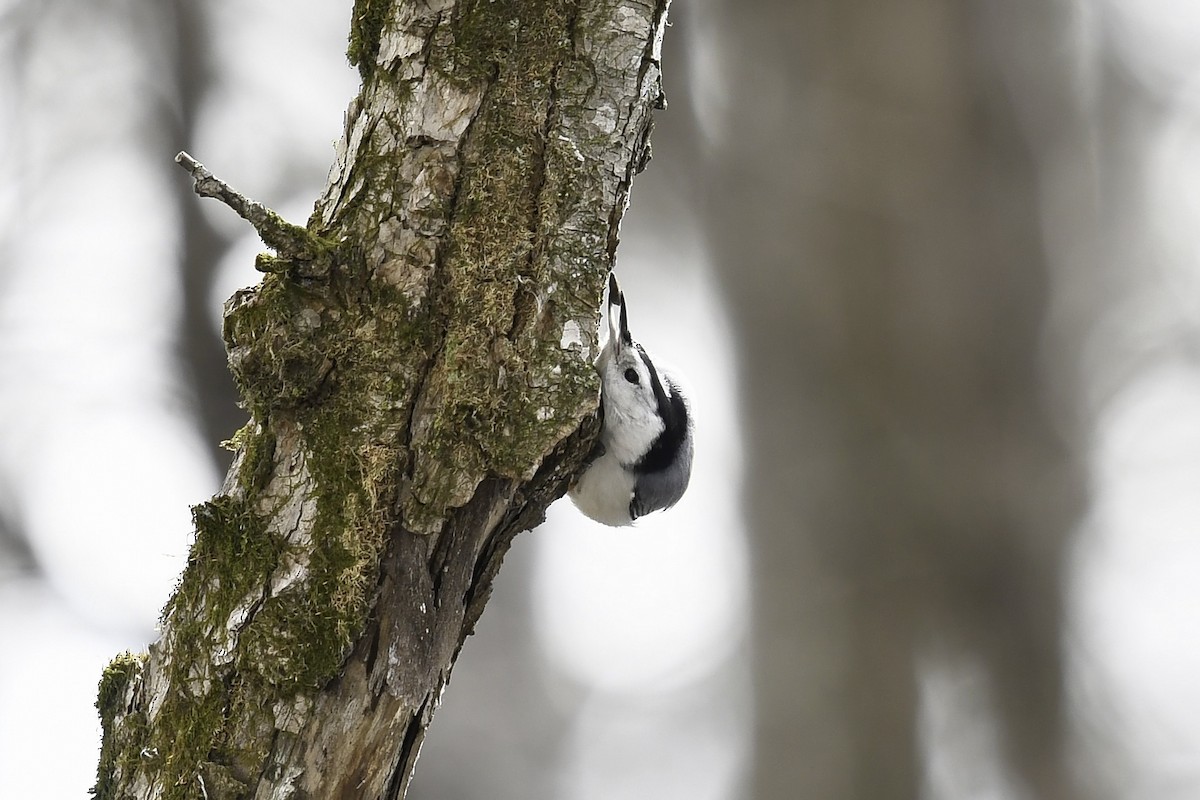 White-breasted Nuthatch - ML616039753