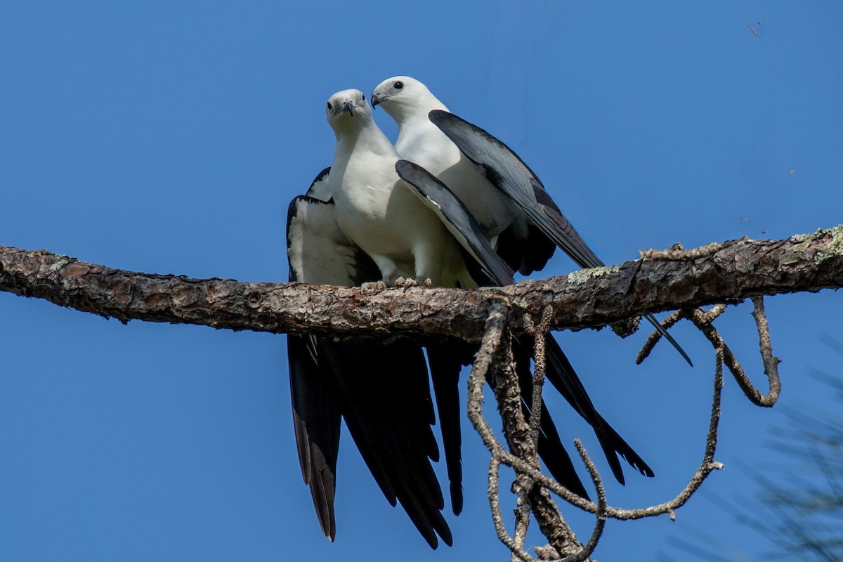 Swallow-tailed Kite - ML616039762