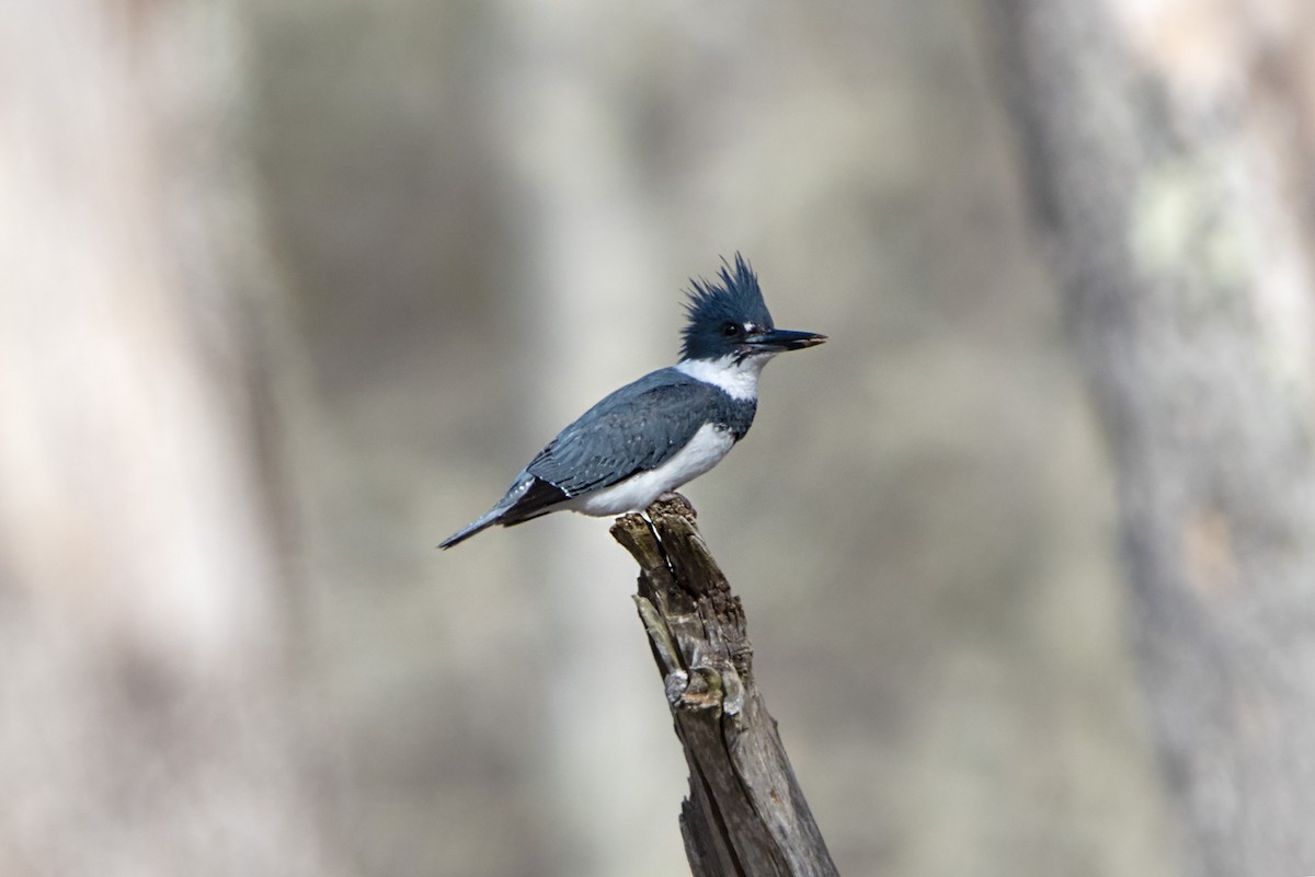 Belted Kingfisher - ML616039766