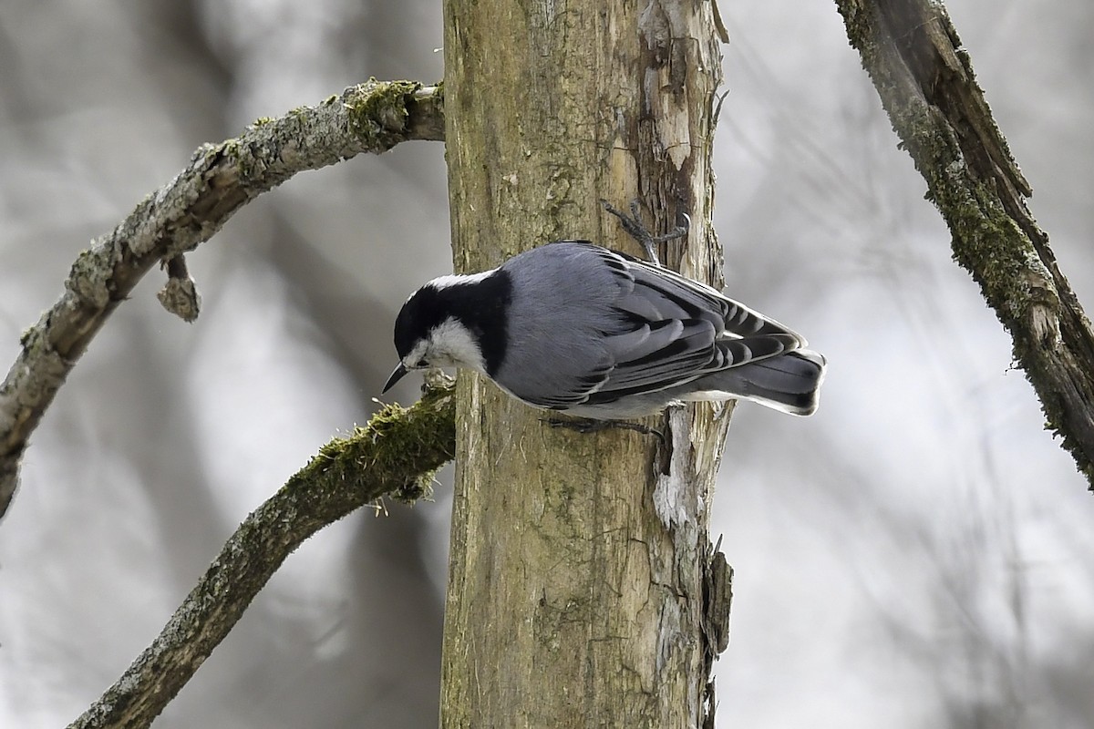 White-breasted Nuthatch - ML616039769