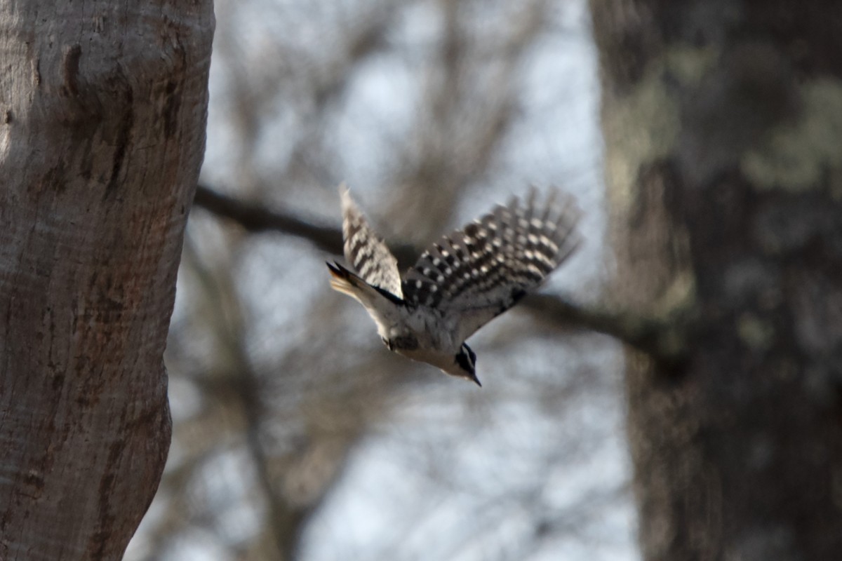 Hairy Woodpecker - ML616039771