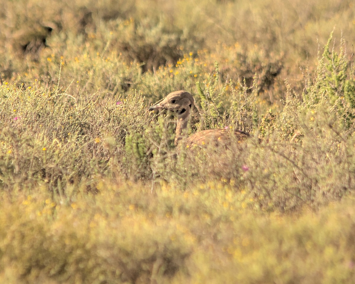 Karoo Bustard - ML616039778