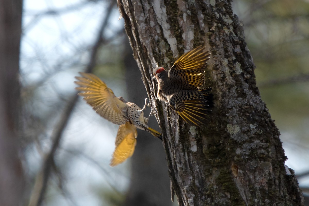 Northern Flicker (Yellow-shafted) - ML616039779