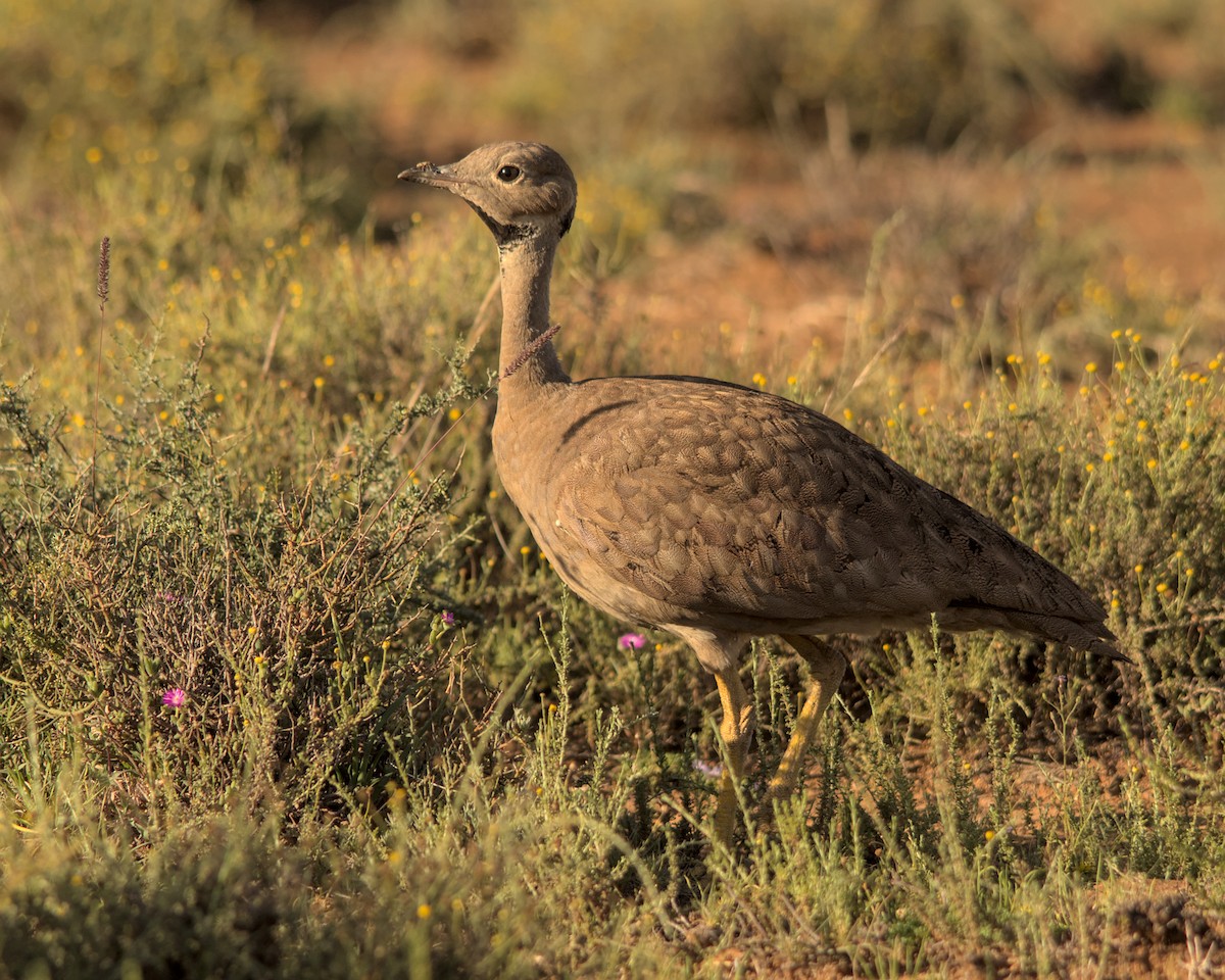 Sisón del Karoo - ML616039795